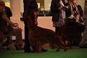 Crufts2011_2 161